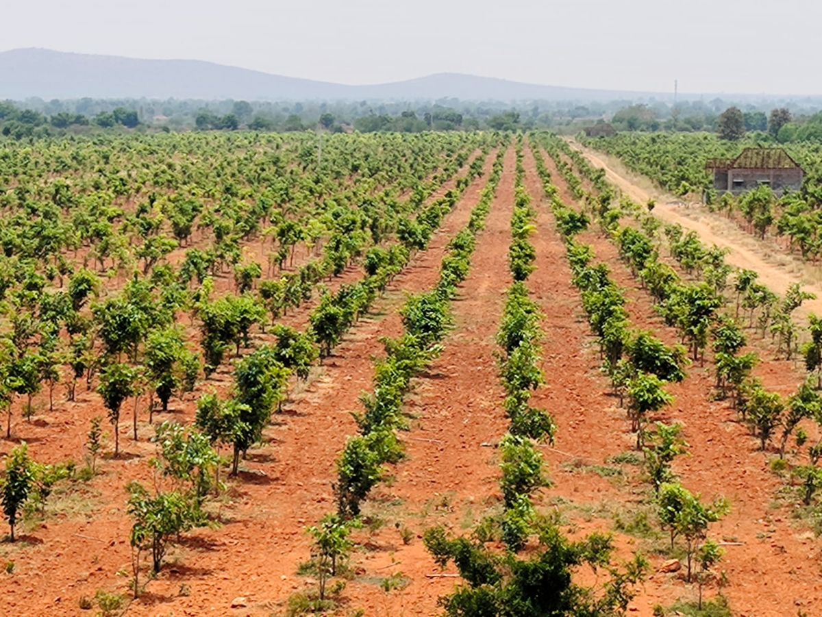 White Sandalwood Venture